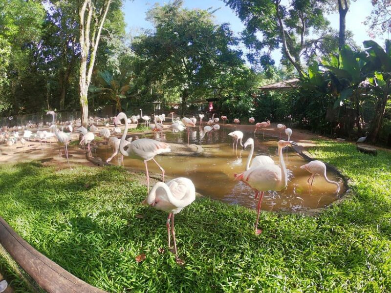 Discover the Bird Park With a Guide - Private Tour - Diverse Bird Species