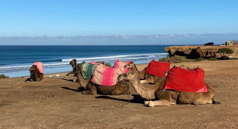 Discover the Cultural Treasures of Tangier From Marbella - Camel Ride Adventure