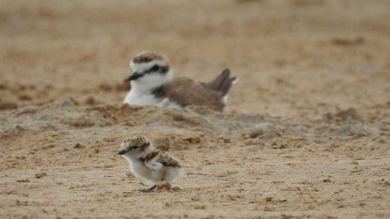 Discover the Devesa and the Albufera: Guided Tour - Wetland Bird Watching