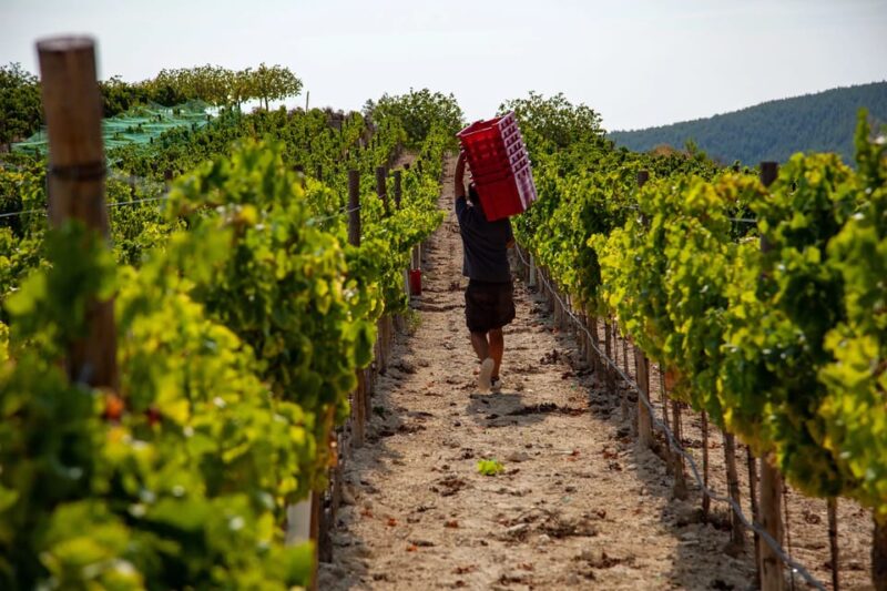 Discover the Essence of Ibiza'S Rich Wine Culture - Touring the Countryside Winery