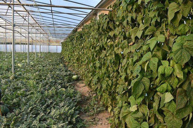 Discover the Local Agro Life- Food Tour With Cretan Vibes - Meeting Point and Accessibility