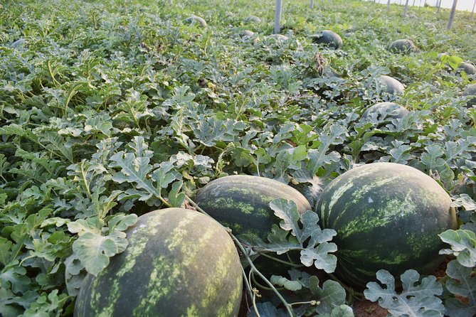 Discover the Local Agro Life- Food Tour With Cretan Vibes - Walking Tour of Cretan Farm