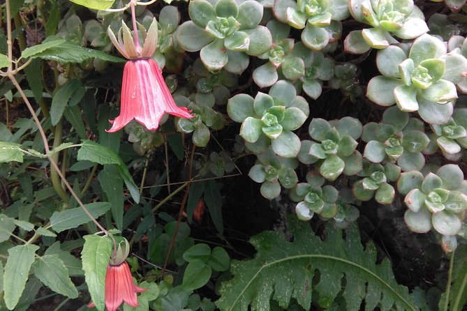 Discover the Lost Paradise of Anaga in Tenerife - Travelers Perspectives on the Tour