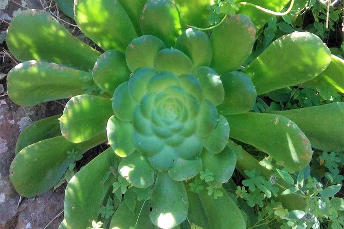 Discover the Lost Paradise of Anaga in Tenerife - Expertise and Personalization of the Guide