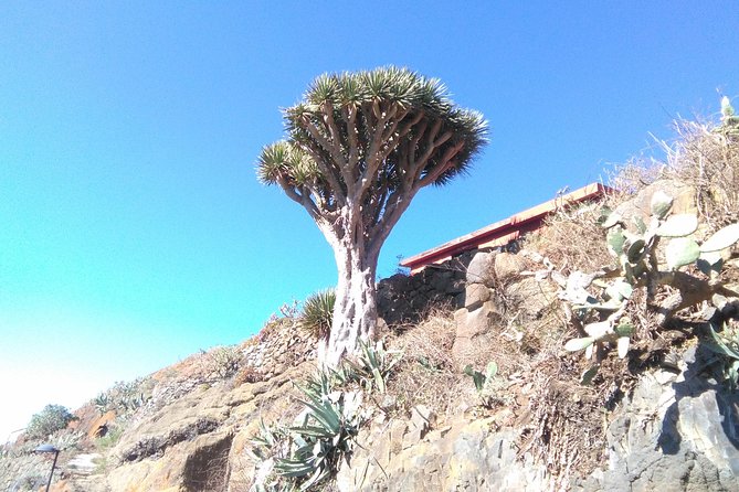 Discover the Lost Paradise of Anaga in Tenerife - Customer Ratings and Booking Policies