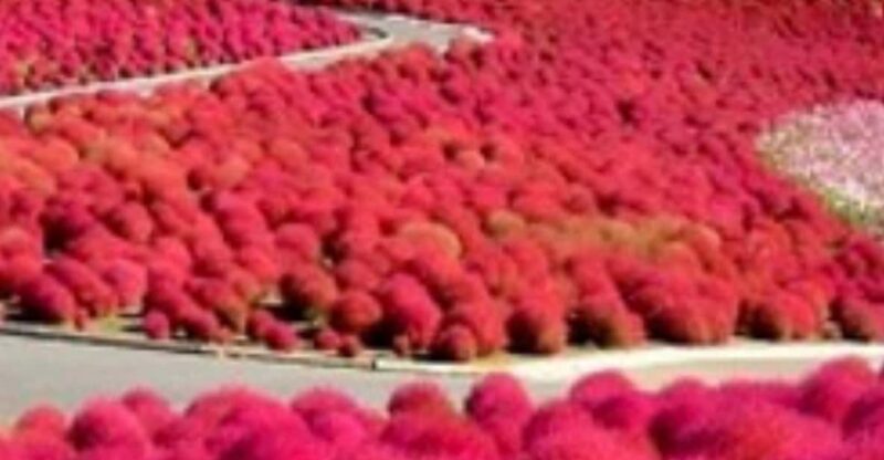 Discover the Magic of Autumn in Ibaraki! - Kochia Hills Crimson Allure