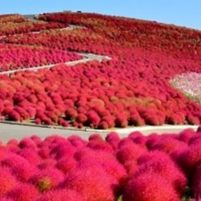 Discover the Magic of Autumn in Ibaraki! - Autumn Foliage Viewing Experience