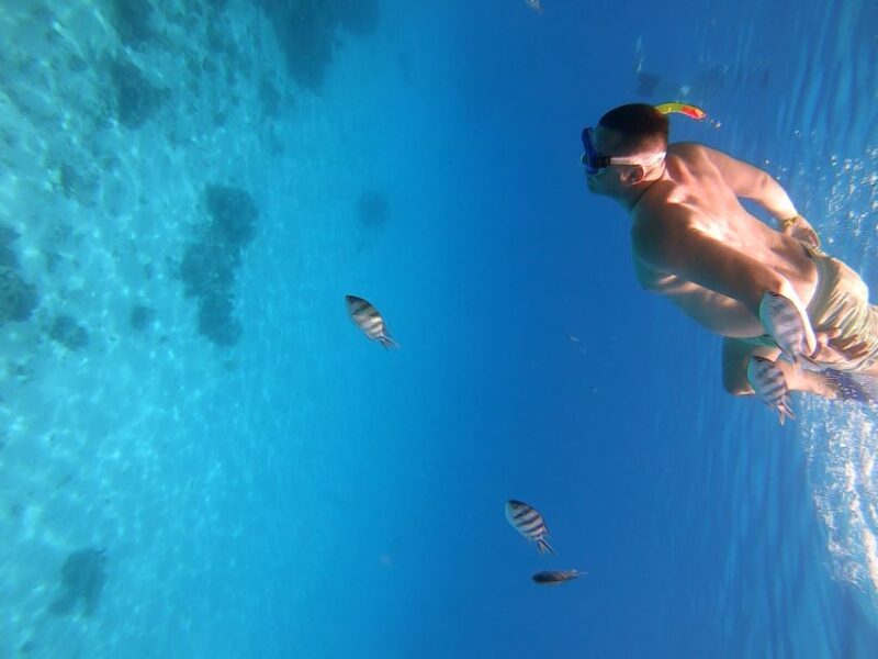 Discover the Magic of Dolphin House! - Itinerary and Experience
