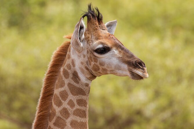 Discover the Pilanesberg With a Personalized Full Day Safari - Activity and Amenities
