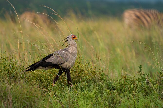 Discover the Pilanesberg With a Personalized Full Day Safari - Early Morning Start
