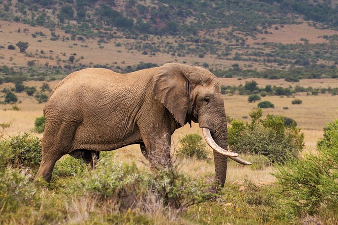 Discover the Pilanesberg With a Personalized Full Day Safari - Tour Details