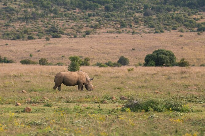 Discover the Pilanesberg With a Personalized Full Day Safari - Booking and Policies
