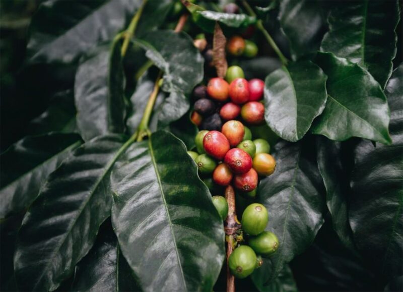 Discover the Secrets of Coffee, Cocoa, and Waterfall in Minca - Inclusions and Exclusions