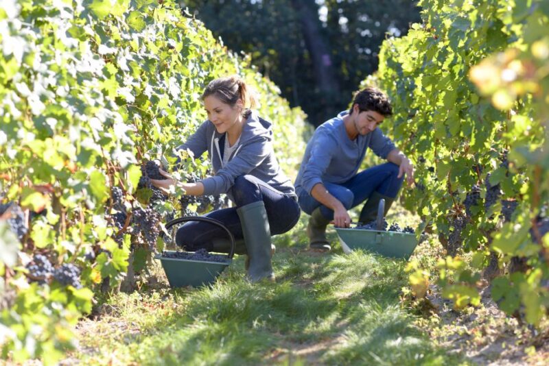 Discover the Secrets of Wine in the Algarve - Itinerary Highlights