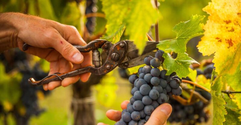 Discover the Secrets of Wine in the Algarve - Wine Experience