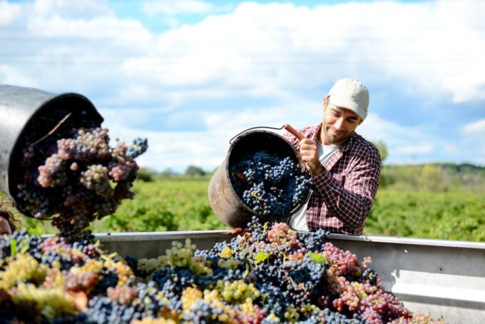 Discover the Secrets of Wine in the Algarve - Winemaking Process