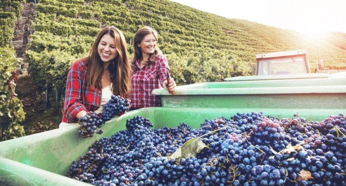 Discover the Secrets of Wine in the Algarve - Scenic Mountain Views