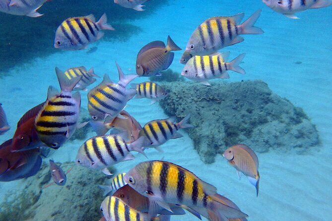 Discover the Splendid Universe of Islands and Seabed - Who Will Love This Tour?