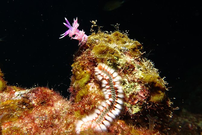 Discover the Underwater World of Lanzarote - Health and Fitness Requirements