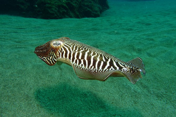 Discover the Underwater World of Lanzarote - Group Size and Cancellation Policy