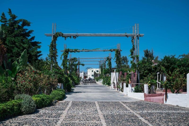 Discover the Wine Santorini Wine Tasting and Vineyard Tour - Tour of the Wineries
