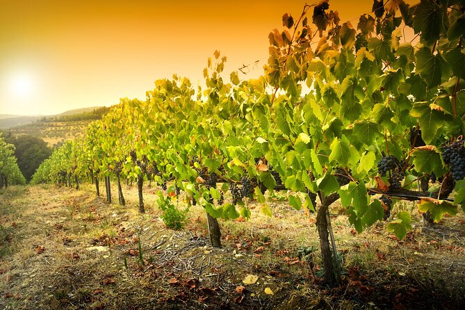 Discover the Winery and Taste Fine Wine in Extremadura - Souvenirs and Gifts