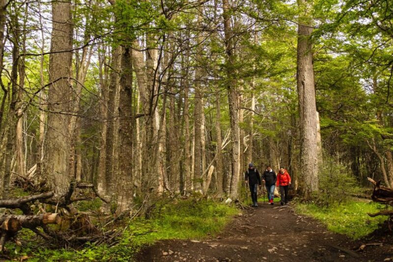 Discover Tierra Del Fuego National Park - Wildlife and Environment