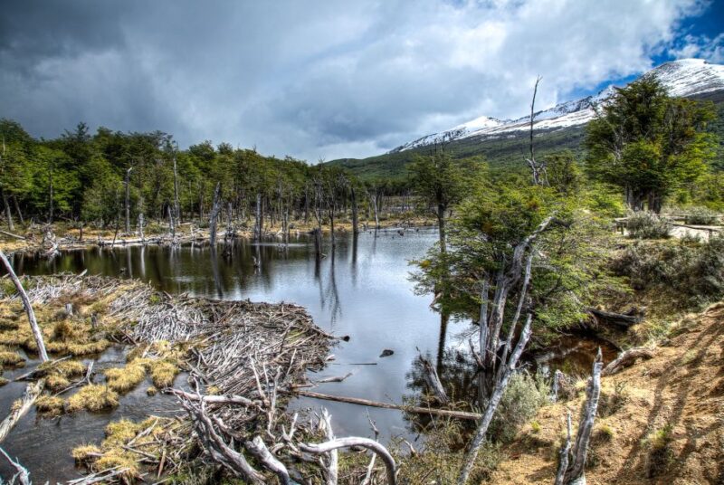 Discover Tierra Del Fuego National Park - Customer Feedback and Ratings