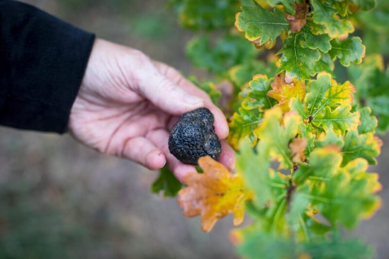Discover Truffles From the Farm to the Fork - Important Information