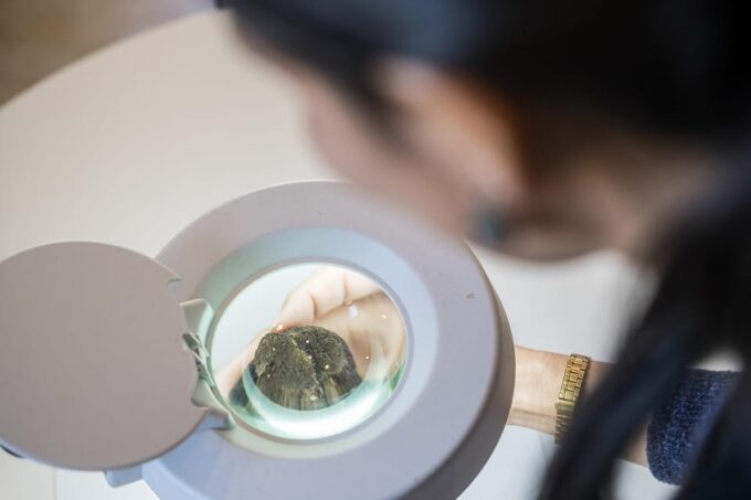 Discover Truffles From the Farm to the Fork - Truffle Sourcing Secrets