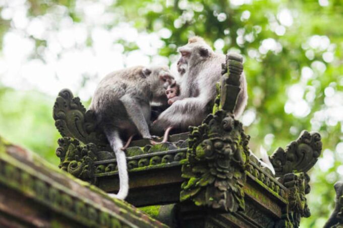 Discover Ubud Hidden Gems: A Costumable Private Day Tour - Suitability Considerations