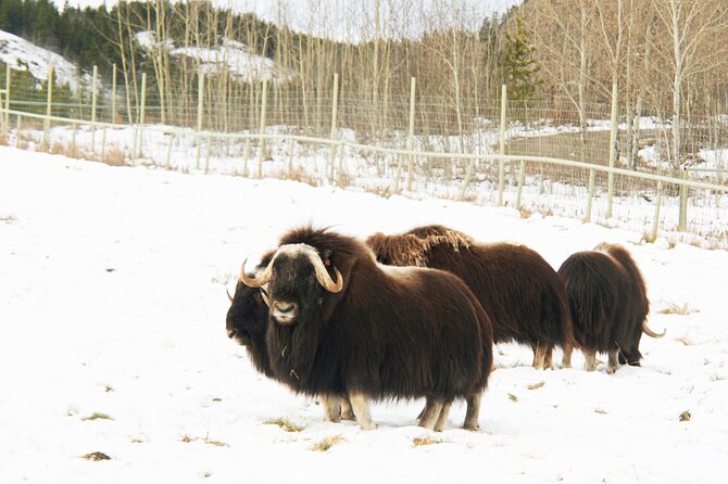 Discover Whitehorse With Northern Lights and Yukon Wildlife Tour - Aurora Viewing Experience