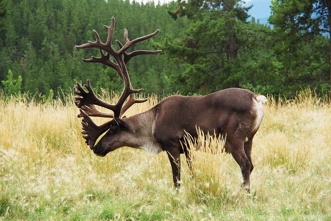 Discover Whitehorse With Northern Lights and Yukon Wildlife Tour - Whitehorse City Tour
