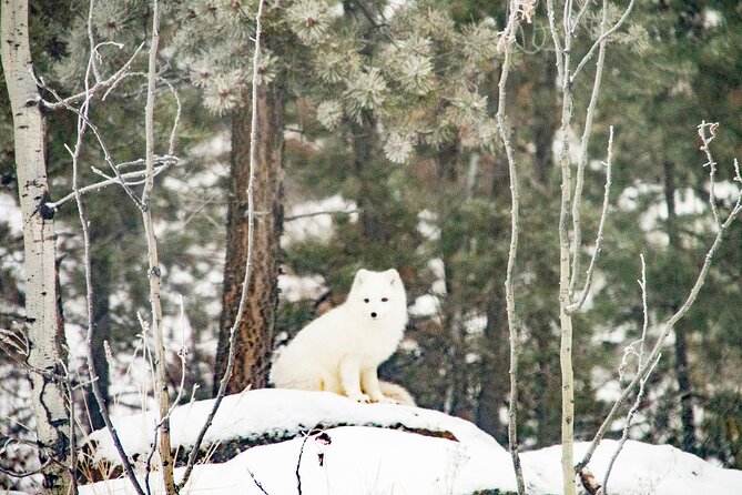 Discover Whitehorse With Northern Lights and Yukon Wildlife Tour - Wildlife Viewing Tour