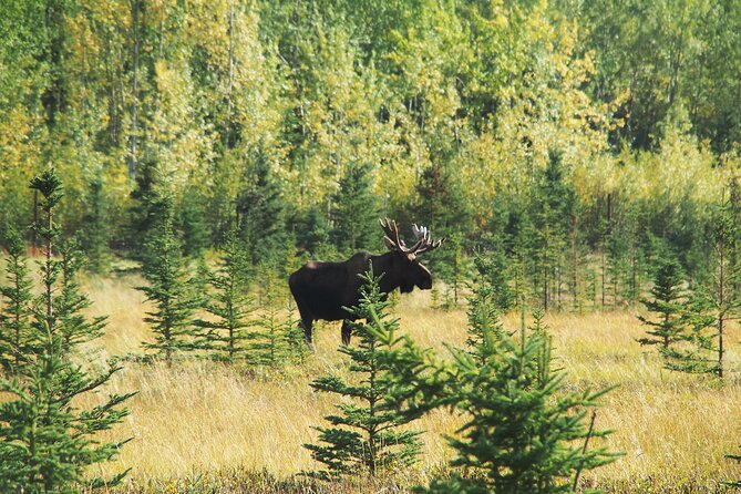 Discover Whitehorse With Northern Lights and Yukon Wildlife Tour - Pickup and Dropoff