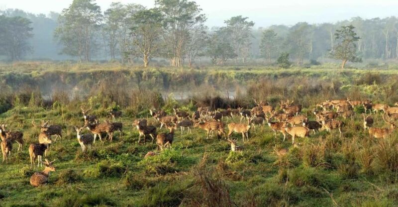 Discover World Heritage Site and Chitwan National Park Tour - Exploring Kathmandus World Heritage Sites