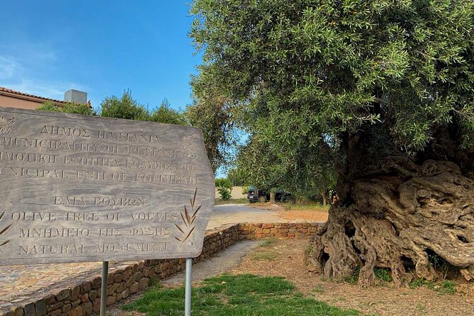 Discovering Ancient Olive Tree and Historic Olive Mill and Winery - Discovering Cretes Olive Oil Heritage