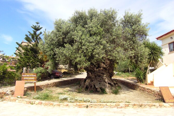 Discovering Ancient Olive Tree and Historic Olive Mill and Winery - Recommended Attire and Preparation