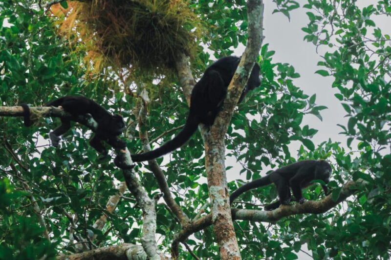 Discovering Calakmul - Booking Details