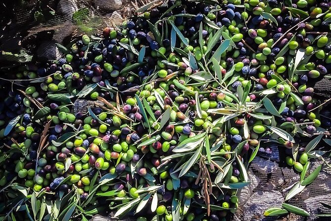 Discovering Extra Virgin Olive Oil - Discovering Extra Virgin Olive Oil