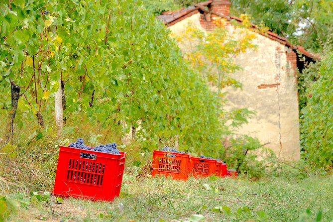Discovering Roero and Its Wines - Vineyard and Cellar Operations