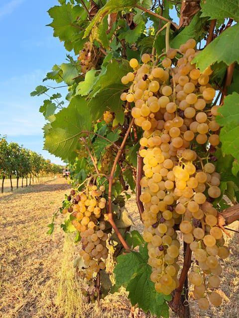 Discovering the Mystery Grape Varieties - Key Points