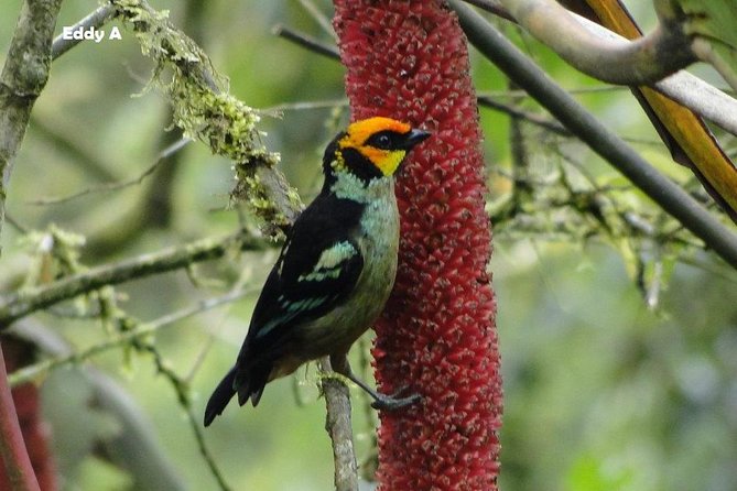 Discovering The World of Birds - Key Points