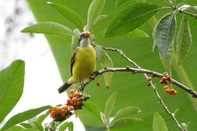 Discovering The World of Birds - Dinner, Breakfast, and Transportation