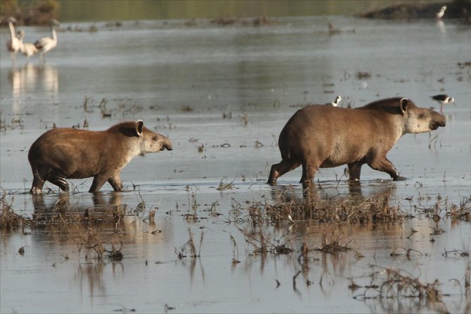 Discovering Wildlife of the Chaco - Key Points