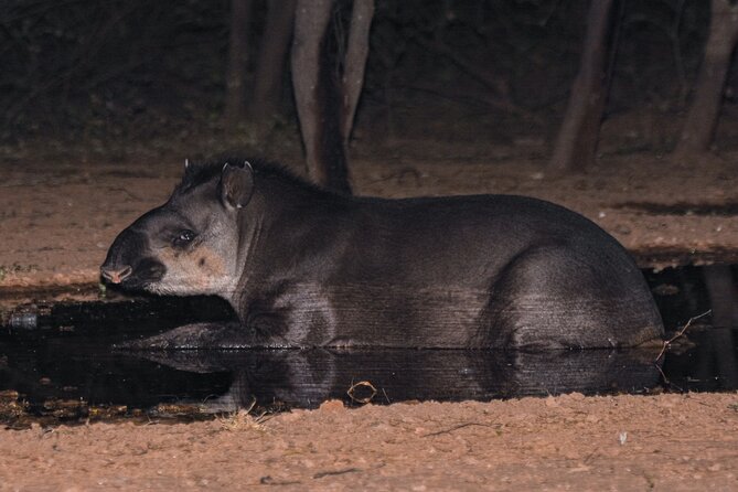 Discovering Wildlife of the Chaco - Itinerary and Tour Highlights