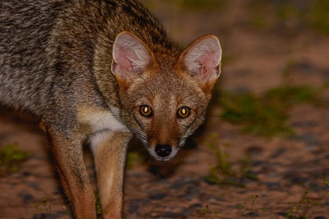 Discovering Wildlife of the Chaco - Pricing and Cancellation Policy