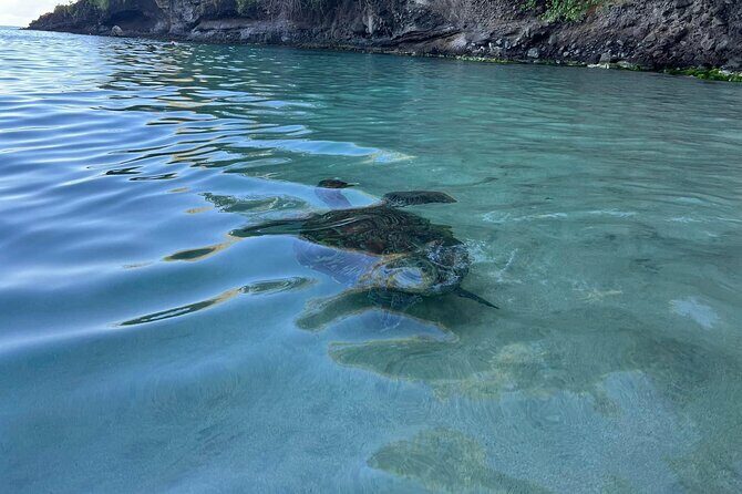 Discovery and snorkeling with sea turtles - Key Points