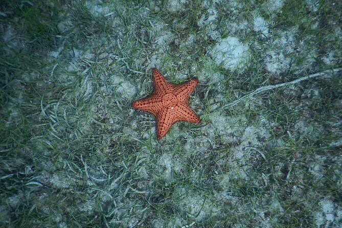 Discovery and snorkeling with sea turtles - Who Should Consider This Tour?