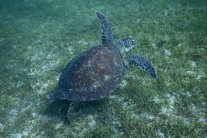 Discovery and snorkeling with sea turtles - The Sum Up